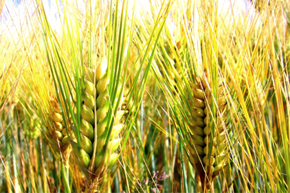 UN Food and Agriculture Organization predict second largest wheat crop ever in 2013