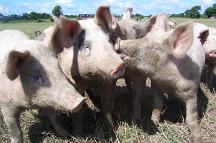 Spread of aggressive hog virus declines