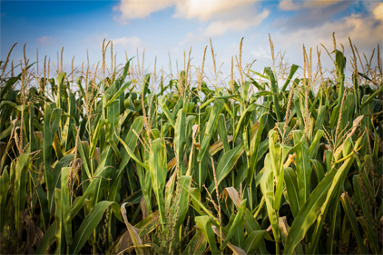 USDA predicts record corn, soybean harvest