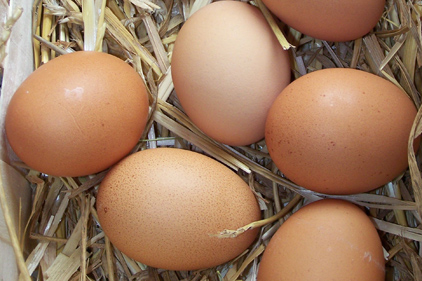 Federal judge rejects suit over California egg law