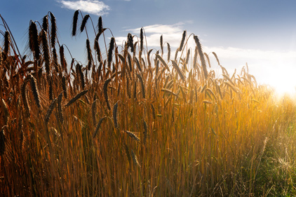 Study: Wheat harvest to decline with temperature increase