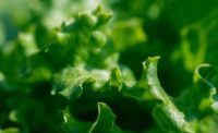 FDA takes steps to advance safety of leafy greens