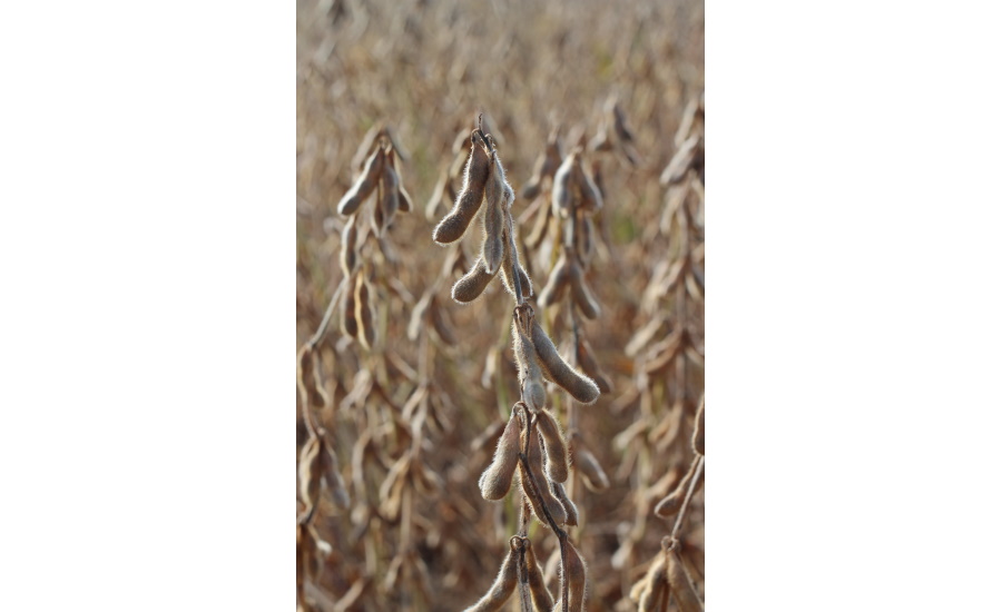 High Oleic Soybeans Ready for Harvest  - United Soybean Board.jpg