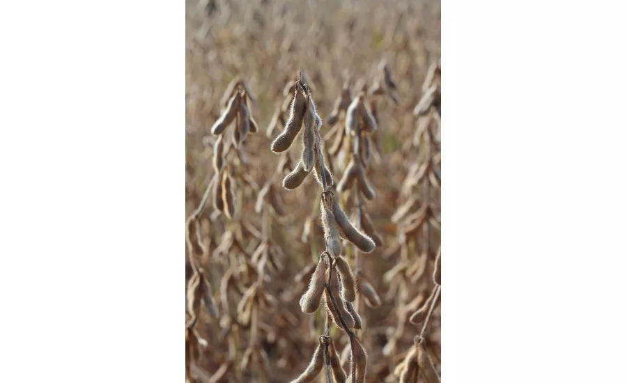 High Oleic Soybeans Ready for Harvest  - United Soybean Board.jpg