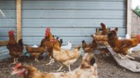 Image of chickens on a poultry farm