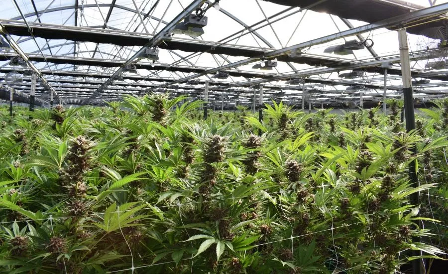 Price per lb. of cannabis falls in California due to massive overproduction