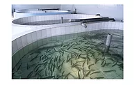 FDA releases final guidance on fish and fisheries