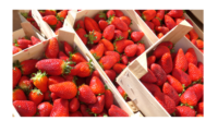 organic strawberries possible cause of hepatitis A outbreak