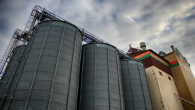 Grain silos connected to a processing facility