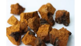 The market for chaga mushroom products is expected to increase