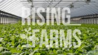 Transparent Rising Farms logo onto of an image of inside one of its vertical farms
