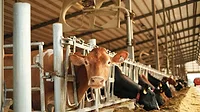 A dairy cow on a farm A dair cow on a farm