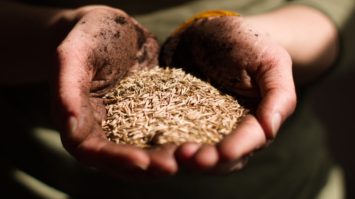 Increasing Organic Food Consumption to Propel Organic Seed Demand