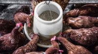 Eubiotics are set to play a pivotal role in transforming animal feed production