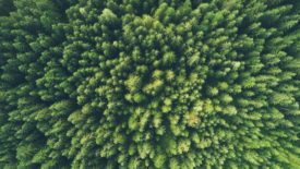 Top-down view of a green forest