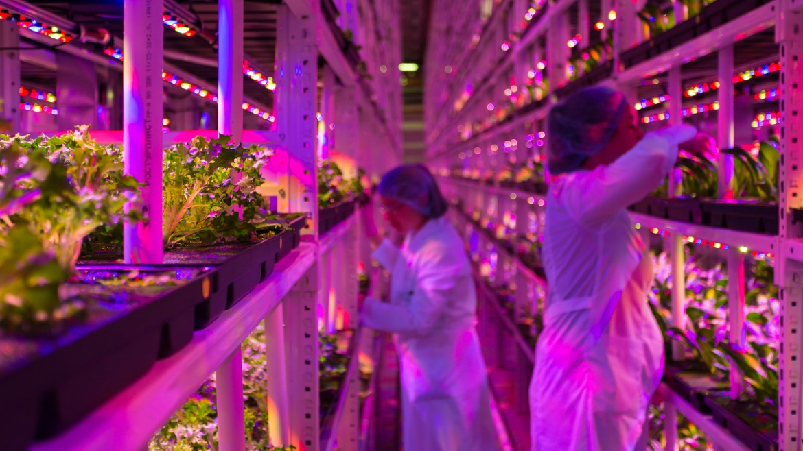 A vertical farm with red lights shining on workers