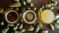 Image of three glasses of beer with hops around them Image of three glasses of beer with hops around them