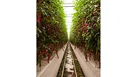 A vertical farm