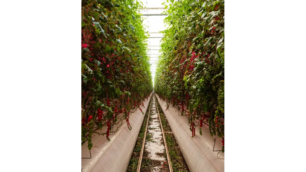 A vertical farm