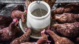 Chickens feeding from a feed bowl