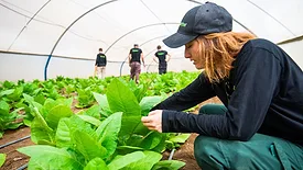 Image of a woman tending crops in a net-house
