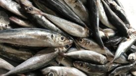 McKinisey & Co. Report Reveals Seafood Shortage