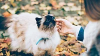 Someone giving a cat a treat Someone giving a cat a treat