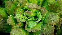 Solutions to mitigate biofouling in the food industry are urgently needed Solutions to mitigate biofouling in the food industry are urgently needed