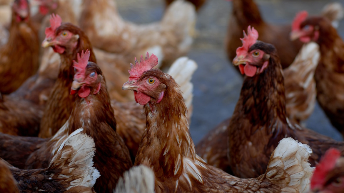 Cal-Maine Foods Reports Positive Test Result for Avian Influenza at Kansas Facility