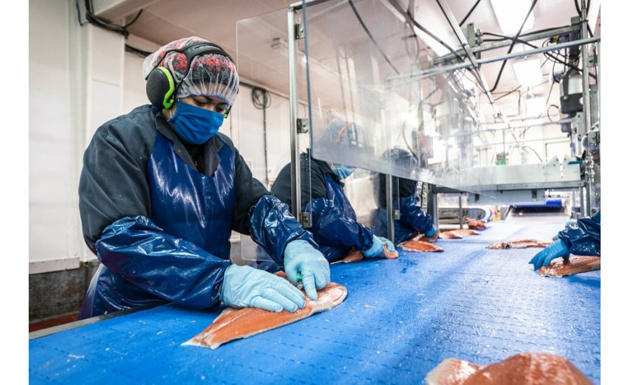 A worker filleting salmon in a processing facility.