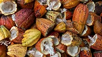 Cocoa pods Cocoa pods