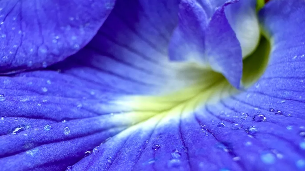 Butterfly pea flower