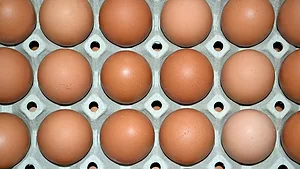 Brown Shell Eggs Brown Shell Eggs