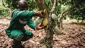 Nestle New Cocoa Process