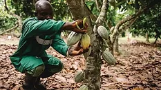 Nestle New Cocoa Process