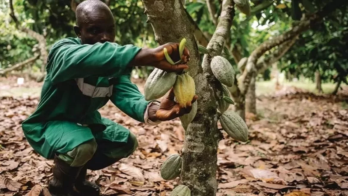 Nestle New Cocoa Process