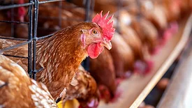 Hens in factory cages