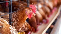 Hens in factory cages Hens in factory cages