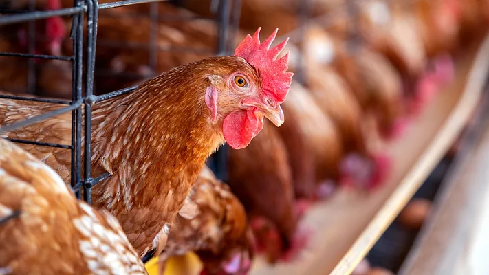 Hens in factory cages