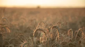 Wheat field