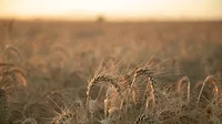 Wheat field