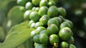 Green coffee