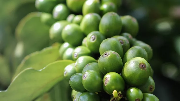 Green coffee