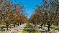 Almond trees
