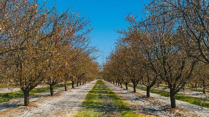 Almond trees