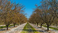 Almond trees