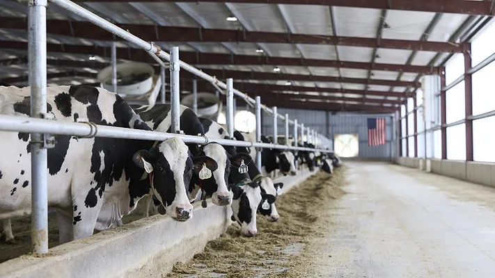 Dairy cows Dairy cows