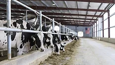 Dairy cows