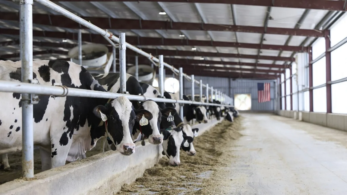 Dairy cows