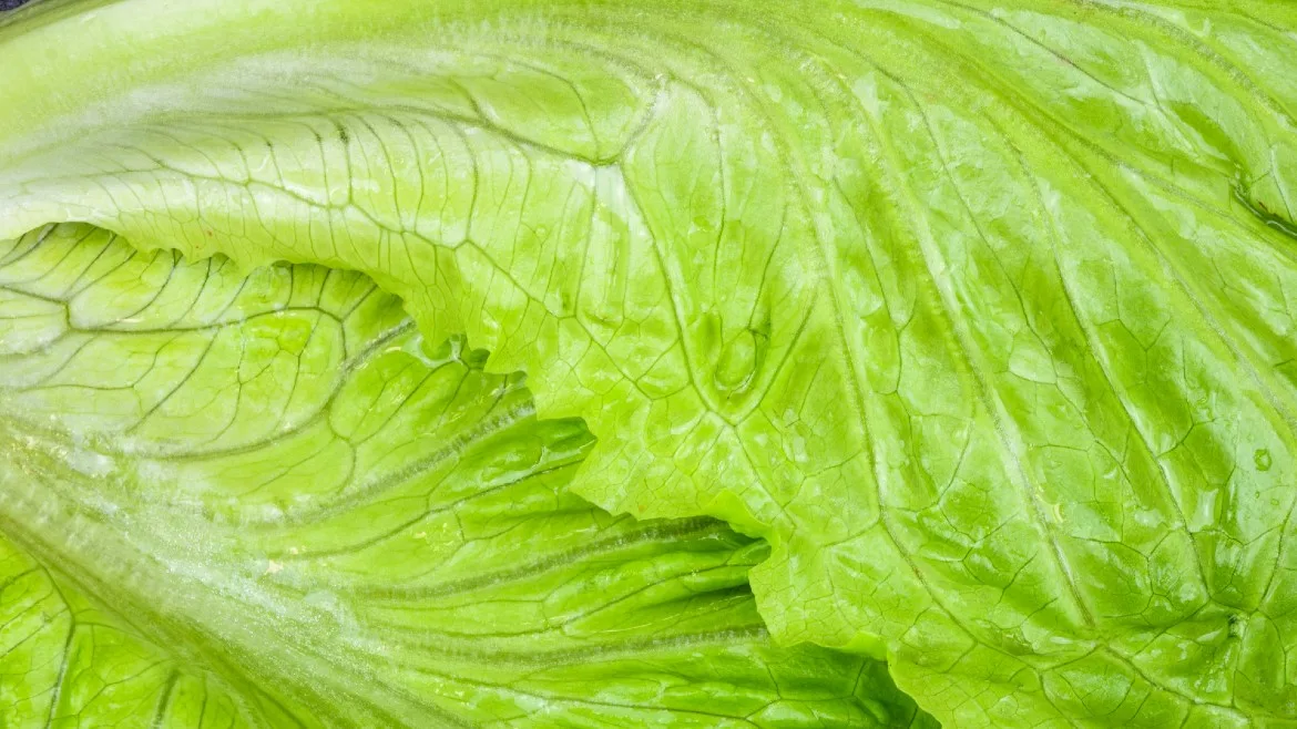 Iceberg lettuce